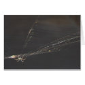 spider and web at dawn cards
