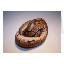 Spider Ball Python Card
