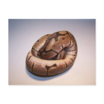 Spider Ball Python Postcard
