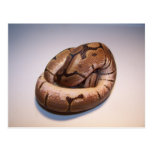 Spider Ball Python Postcard