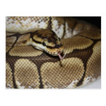 Spider Ball Python Postcard