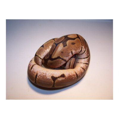 spider ball pythons