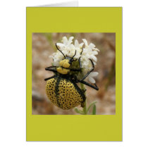 Spider Beetle cards