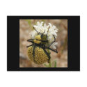 Spider Beetle Wonder Valley postcards