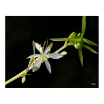 Spider Blossom posters by THPenuel Spider Blossom posters