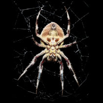 Spider Butt T-Shirt