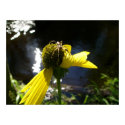 spider by the river posters by whitebirch spider by the river posters