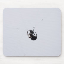 Spider captures a wasp2 mouse pad