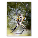 Spider cards by Trudy2 Spider cards