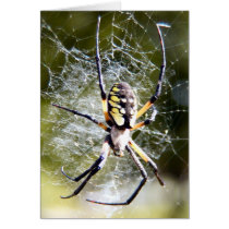 Spider cards by Trudy2 Spider cards