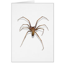 Spider cards