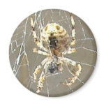 Spider Closeup Refrigerator Magnets