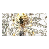 Spider Closeup Mystic Web photo cards