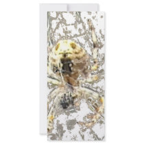 Spider Closeup Mystic Web rack cards by HalloweenSpirit Spider Closeup Mystic Web rack cards