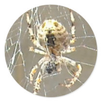 Spider Closeup stickers