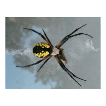 Spider, Common Garden posters by Mandicrafts Spider, Common Garden posters