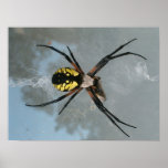 Spider, Common Garden posters