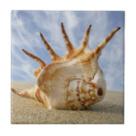 Spider Conch Seashell on a Sandy Beach Ceramic Tile