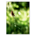 Spider Drops Card by webgrrl Spider Drops Card