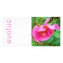 Spider flower/ Araignée de fleur Photo Cards