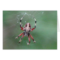 Spider Greeting Card cards