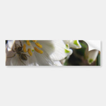 Spider Hiding In Snowdrop Bumper Sticker