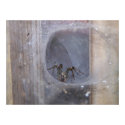 Spider in her Funnel Web posters by Sarahsmile Spider in her Funnel Web posters