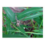 Spider in Smartweed Postcard
