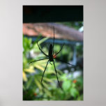 Spider in web poster