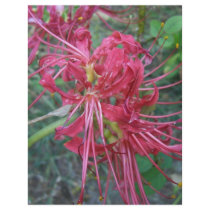 Spider Lily Bloom Flyer Design