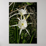 Spider lily blossoms print