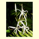 Spider Lily Flower postcards postcards
