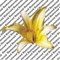 Spider Lily Photo Sculpture photo sculptures