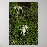 Spider lily plant and blossoms print
