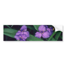 Spider Lily, (Tradescantia Andersonia) flow Bumper Stickers