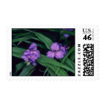 Spider Lily, (Tradescantia Andersonia) flow Stamps