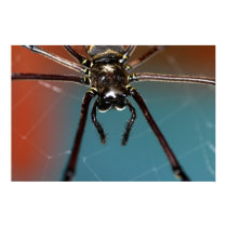 Spider Macro posters