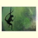Spider Monkey in Motion cards by WildAnimalArt Spider Monkey in Motion cards