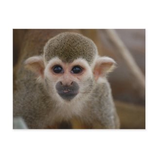 Spider monkey postcard