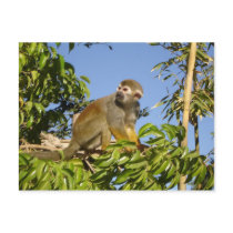 spider monkey postcards