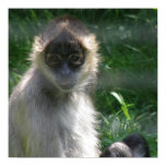 Spider Monkey Poster