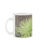 Spider Mum