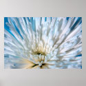 Spider Mum posters