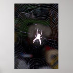 Spider n Web 2 posters