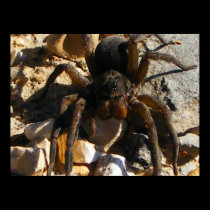 SPIDER NEAR THE TRACKS posters by tina312 SPIDER NEAR THE TRACKS posters