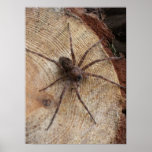 Spider On a Log Print