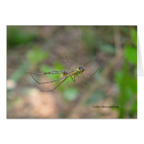 Spider on a Web Card cards