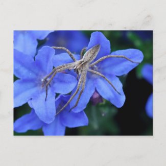 Spider on blue lithodora flowers postcard postcard