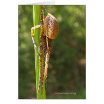 Spider on Cattail Card cards