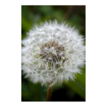 Spider on Dandelion posters by xlcus Spider on Dandelion posters